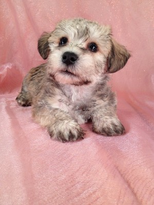 Attention Washington DC: Purebredpups sells schnoodle puppies for less than Most Schnoodle Breeders in Washington DC|Shipping to DC is only $150|schnoodle #9 Male
